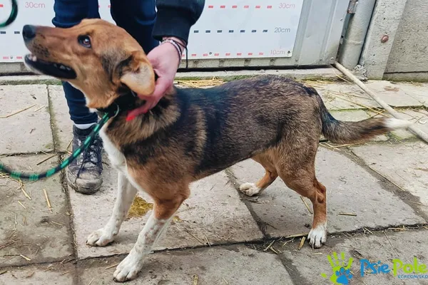 Pies do adopcji, Racławice, 6 lutego 2025 (4/5)