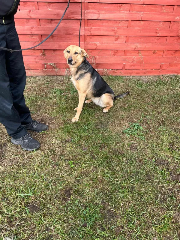 Znaleziono psa, Czartki, 7 lutego 2025