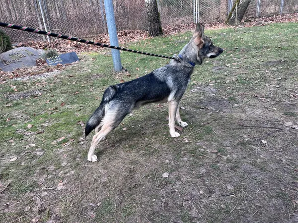 Pies do adopcji, Włocławek, 6 lutego 2025 (2/4)