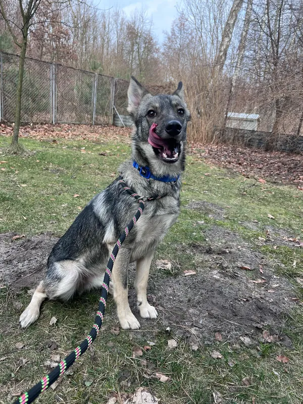 Pies do adopcji, Włocławek, 6 lutego 2025 (3/4)