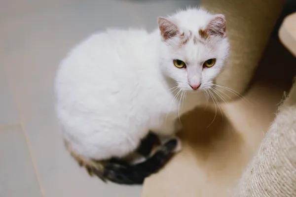 Kot do adopcji, Sosnowiec, 24 listopada 2024 (2/5)