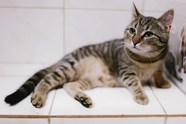 Kot do adopcji, Sosnowiec, 6 stycznia 2025 (3/4)