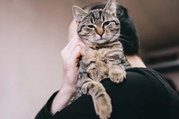 Kot do adopcji, Sosnowiec, 6 stycznia 2025 (4/4)