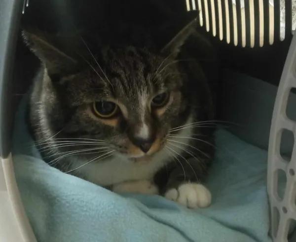 Znaleziono kota, Toruń, 7 lutego 2025