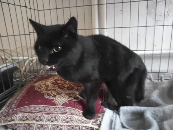 Znaleziono kota, Toruń, 4 lutego 2025