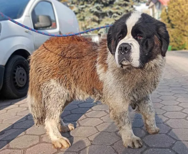 Znaleziono psa, Toruń, 4 lutego 2025