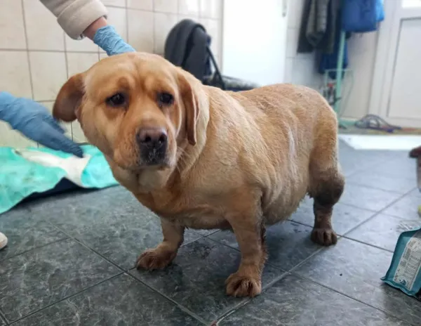 Znaleziono psa, Toruń, 4 lutego 2025