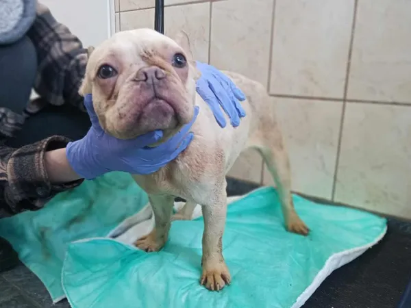 Znaleziono psa, Toruń, 4 lutego 2025