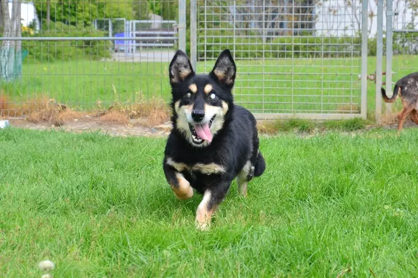 Znaleziono psa, Lublin, 8 lutego 2025 (1/2)