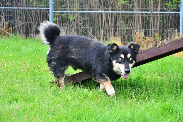 Znaleziono psa, Lublin, 8 lutego 2025 (2/2)