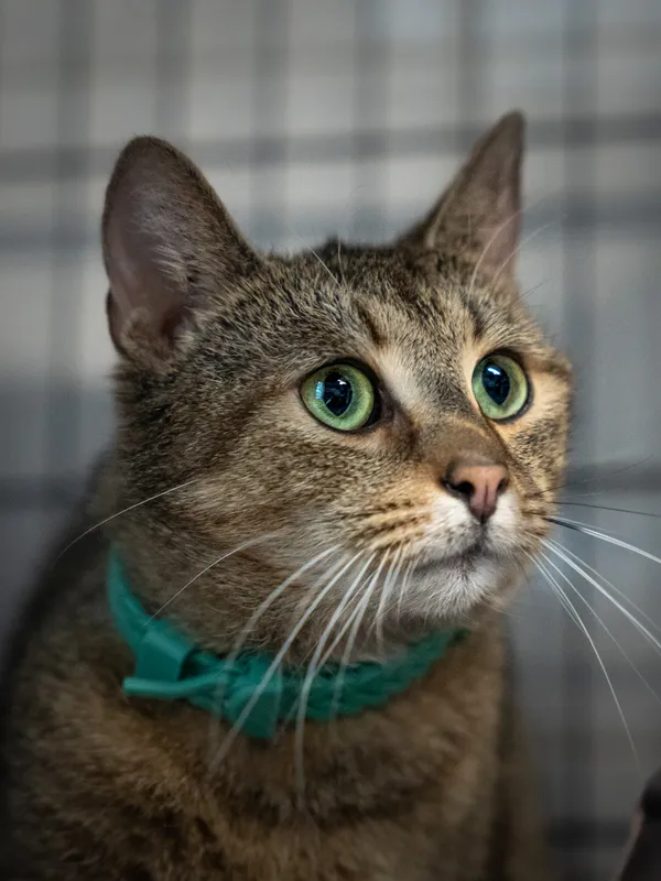 Znaleziono kota, Sosnowiec, 6 lutego 2025 (2/5)