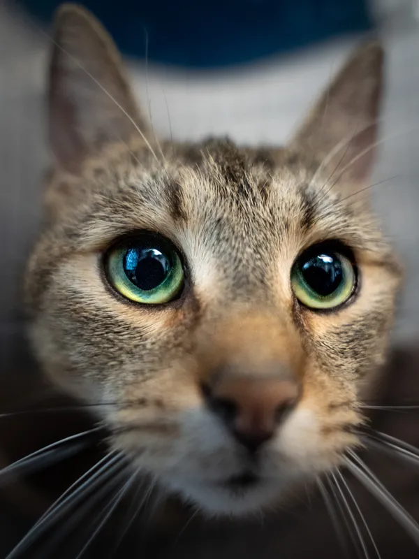 Znaleziono kota, Sosnowiec, 6 lutego 2025 (3/5)