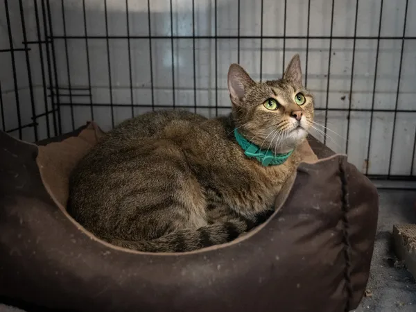 Znaleziono kota, Sosnowiec, 6 lutego 2025 (4/5)