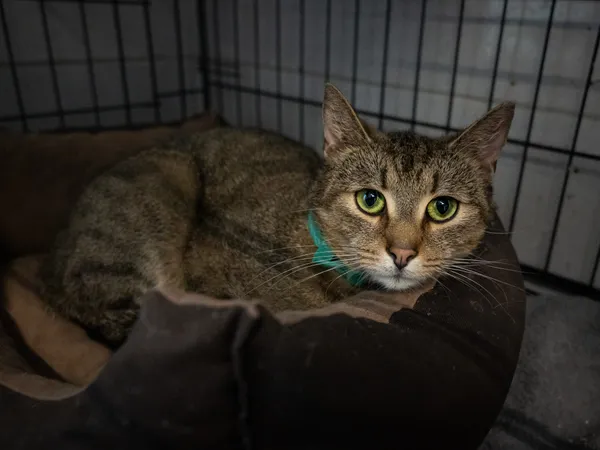 Znaleziono kota, Sosnowiec, 6 lutego 2025 (5/5)