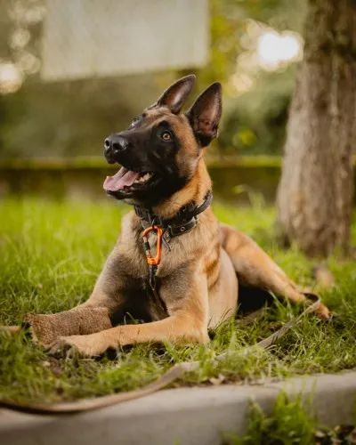 Pies do adopcji, Kraków, 24 stycznia 2025 (3/5)