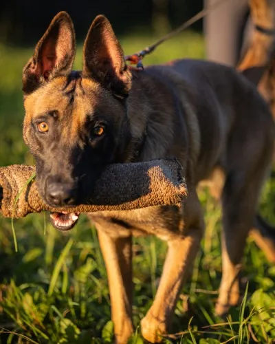 Pies do adopcji, Kraków, 24 stycznia 2025 (4/5)