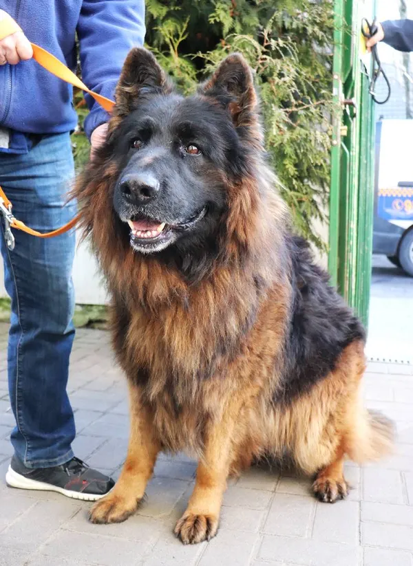 Znaleziono psa, Łódź, 8 lutego 2025 (1/3)