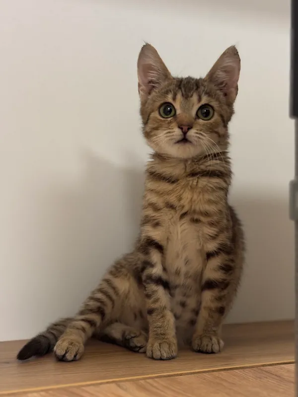 Znaleziono kota, Lublin, 5 lutego 2025