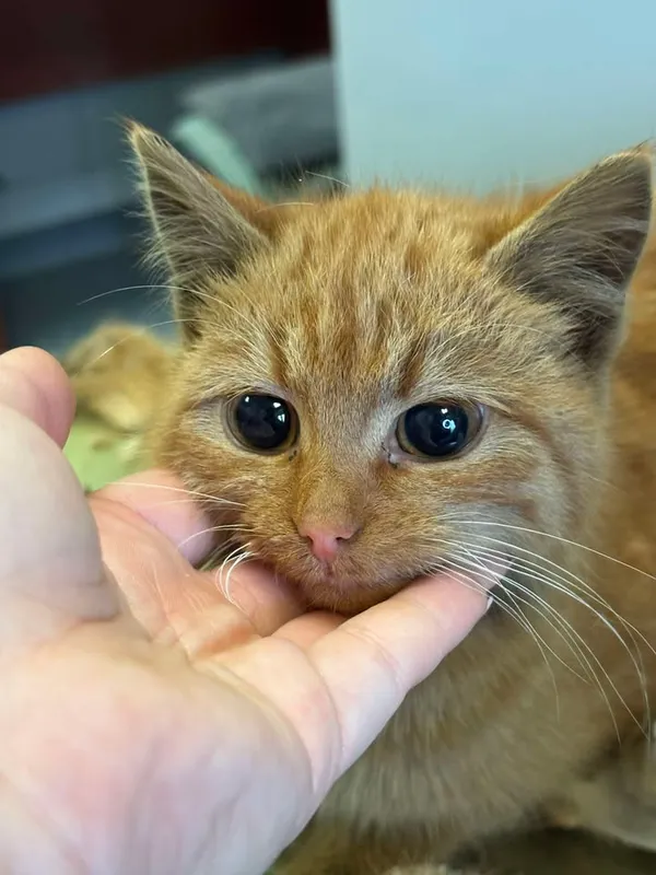 Znaleziono kota, Lublin, 7 lutego 2025