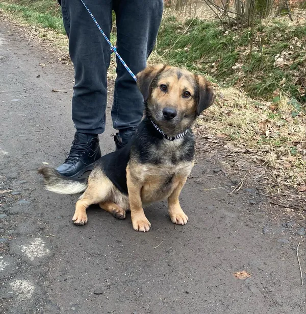 Pies do adopcji, gmina Platerówka, 7 lutego 2025 (1/5)