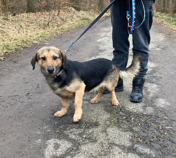 Pies do adopcji, gmina Platerówka, 7 lutego 2025 (4/5)