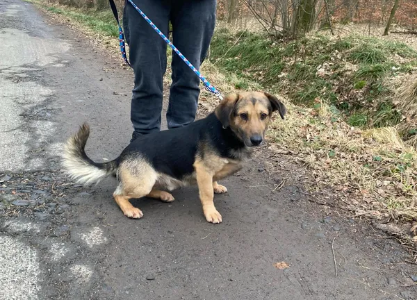 Pies do adopcji, gmina Platerówka, 7 lutego 2025 (5/5)