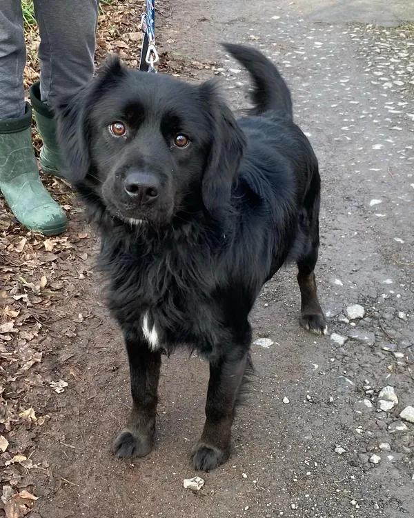 Pies do adopcji, gmina Platerówka, 7 lutego 2025 (1/3)