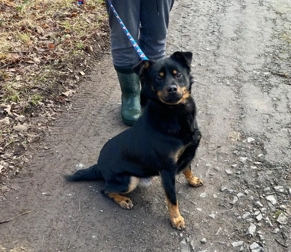 Pies do adopcji, gmina Platerówka, 7 lutego 2025 (1/3)