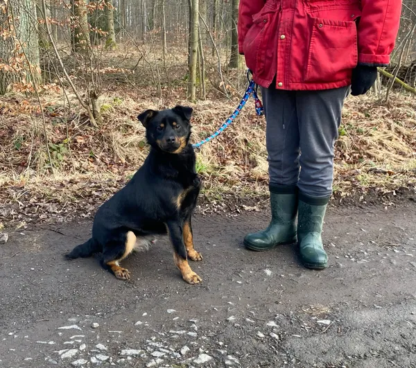 Pies do adopcji, gmina Platerówka, 7 lutego 2025 (2/3)