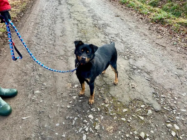 Pies do adopcji, gmina Platerówka, 7 lutego 2025 (3/3)