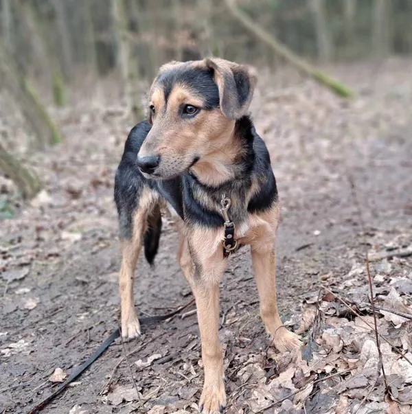 Pies do adopcji, Olsztyn, 27 stycznia 2025 (2/5)