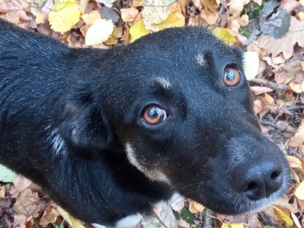 Zaginął pies, Prawęcin, 9 lutego 2025 (2/3)