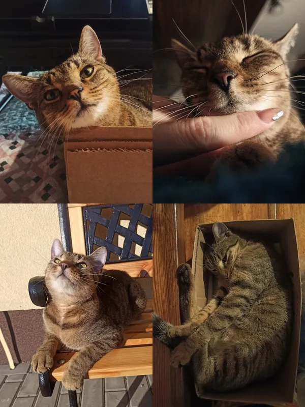 Zaginął kot, Łódź, 8 lutego 2025