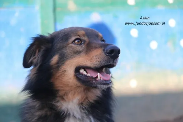Pies do adopcji, Nowy Dwór Mazowiecki, 8 lutego 2025 (3/5)