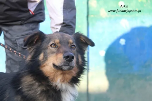 Pies do adopcji, Nowy Dwór Mazowiecki, 8 lutego 2025 (5/5)