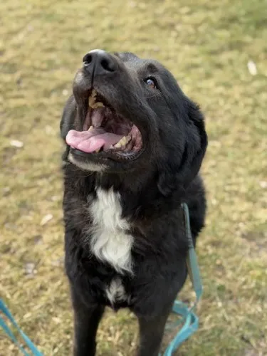 Pies do adopcji, Kraków, 25 stycznia 2025 (1/5)