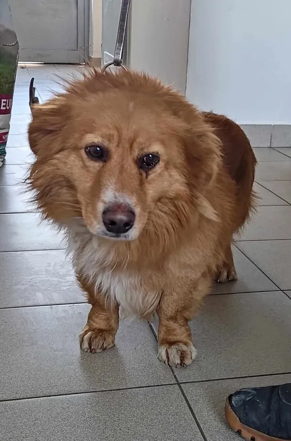 Znaleziono psa, Lublin, 9 lutego 2025