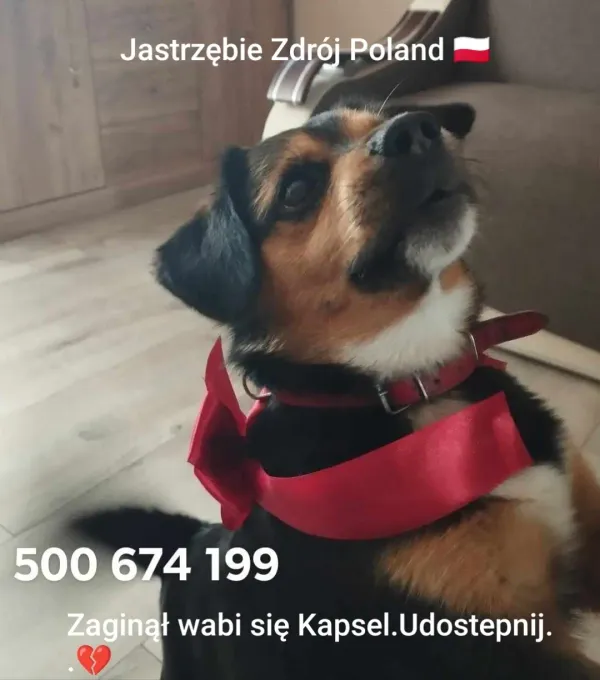 Zaginął pies, Jastrzębie-Zdrój, Jastrzębie Górne, 9 lutego 2025 (1/4)