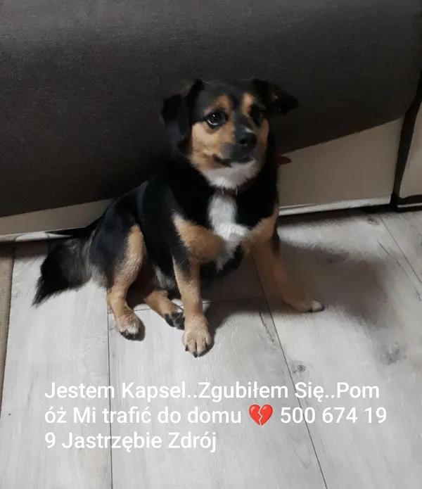 Zaginął pies, Jastrzębie-Zdrój, Jastrzębie Górne, 9 lutego 2025 (2/4)