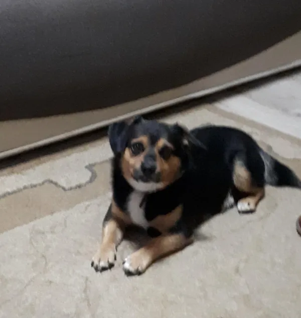 Zaginął pies, Jastrzębie-Zdrój, Jastrzębie Górne, 9 lutego 2025 (3/4)