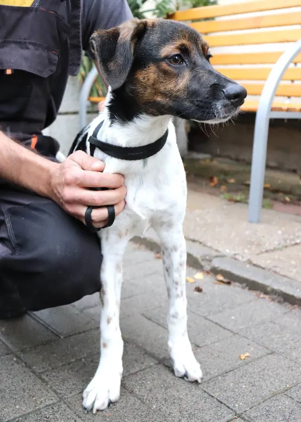 Znaleziono psa, Łódź, 9 lutego 2025 (1/5)