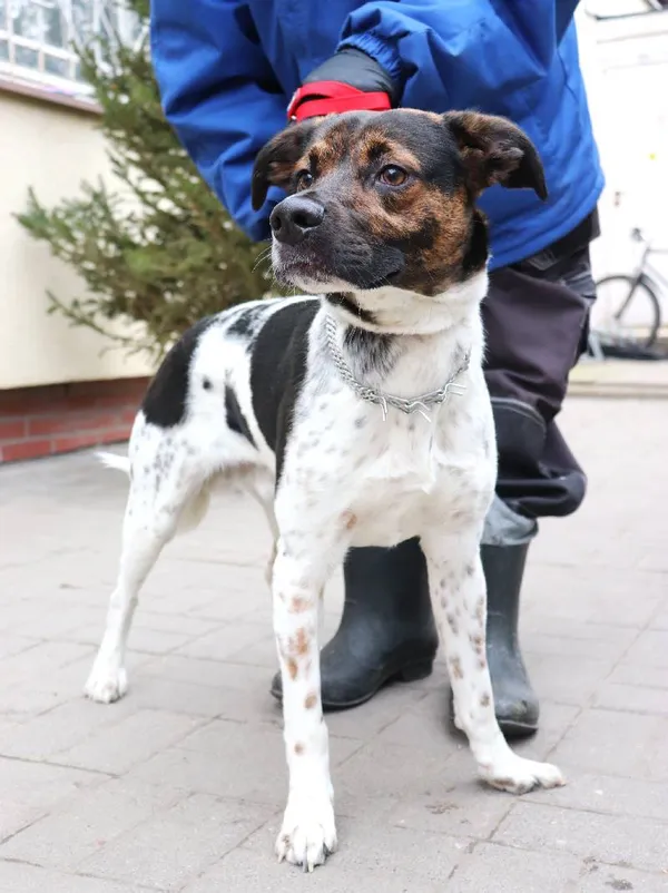 Znaleziono psa, Łódź, 9 lutego 2025 (4/5)