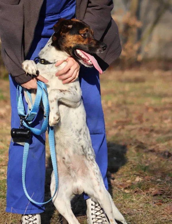 Znaleziono psa, Łódź, 9 lutego 2025 (5/5)