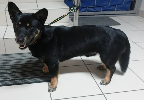 Znaleziono psa, Gdańsk, 9 lutego 2025