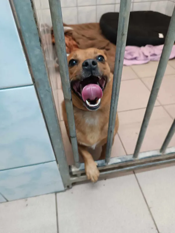 Znaleziono psa, Sosnowiec, 8 lutego 2025