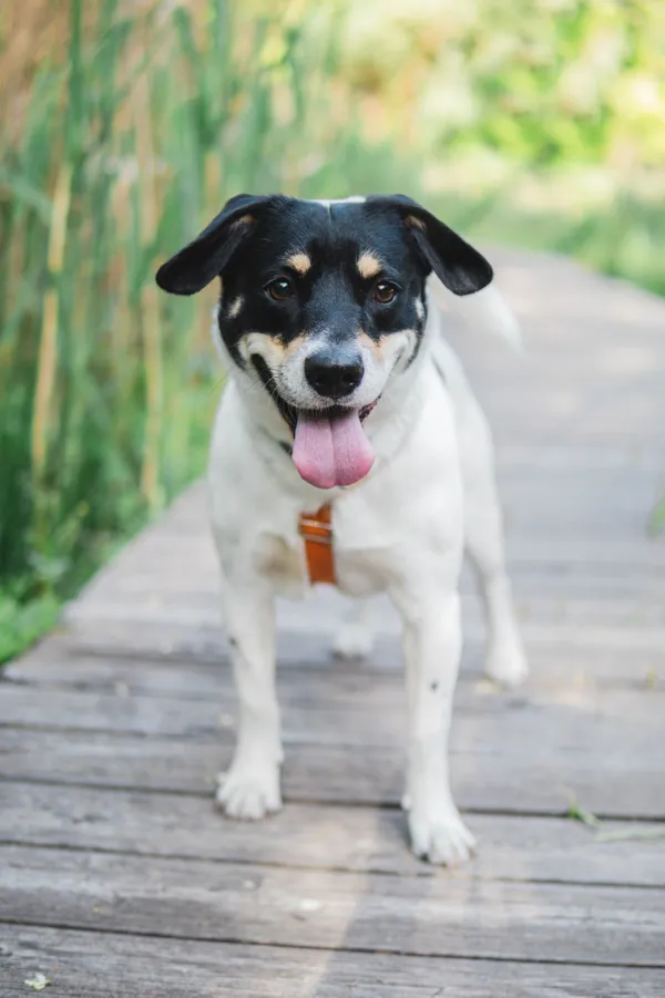 Znaleziono psa, Sosnowiec, 9 lutego 2025 (1/5)