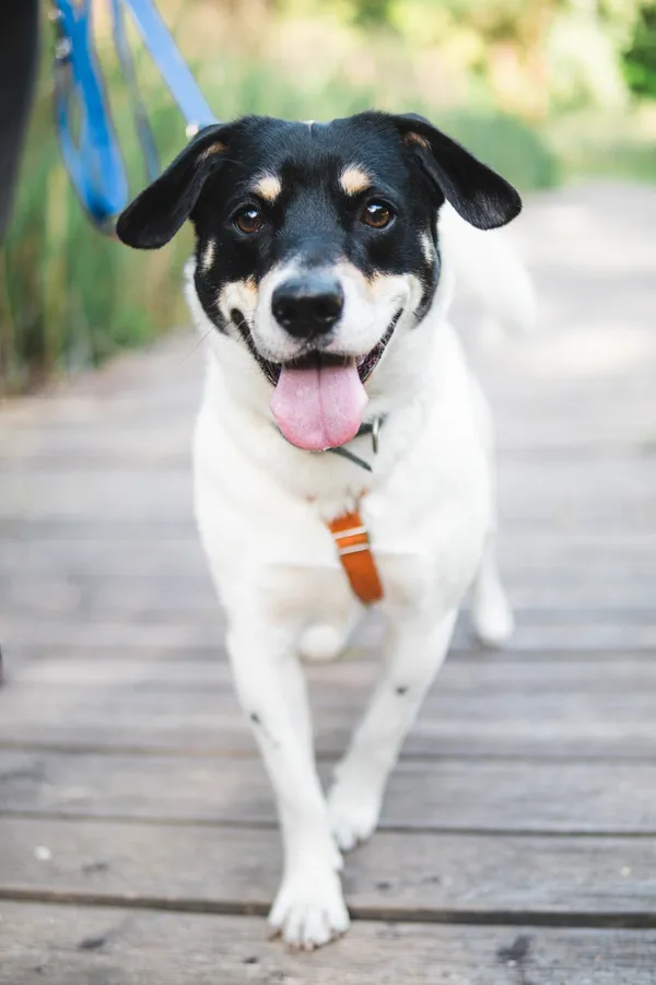 Znaleziono psa, Sosnowiec, 9 lutego 2025 (2/5)