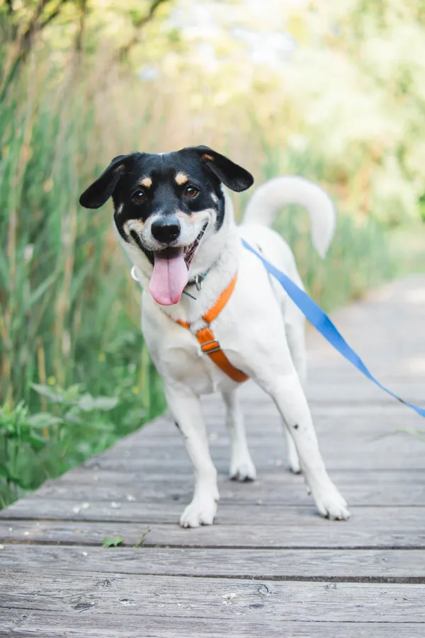 Znaleziono psa, Sosnowiec, 9 lutego 2025 (4/5)