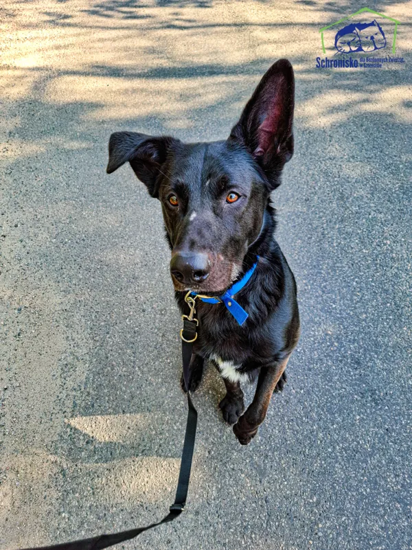 Znaleziono psa, Szczecin, 8 lutego 2025 (2/4)