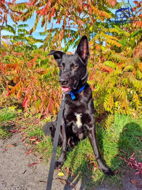 Znaleziono psa, Szczecin, 8 lutego 2025 (3/4)